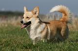 CORGI PEMBROKE 1121